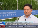 沙漠溫室種水稻！中國(guó)科學(xué)家在新疆和田試種成功