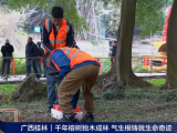央視報(bào)道 | 守護(hù)千年古榕，TRU樹木雷達(dá)為陽朔榕樹開啟“無損體檢”新時(shí)代！